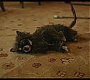 Filename=cruella_1481.jpg
Filesize=175KiB
Dimensions=1920x1080
Date added=May 29, 2021 cruella_1481.jpg