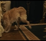 Filename=cruella_1570.jpg
Filesize=100KiB
Dimensions=1920x1080
Date added=May 29, 2021 cruella_1570.jpg