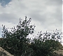 C14_175.jpg