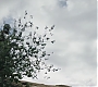 C14_176.jpg